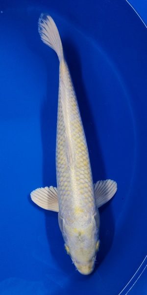 15" Yamabuki Hariwake Male