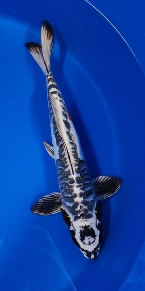 14" Beni Kikokuryu Male