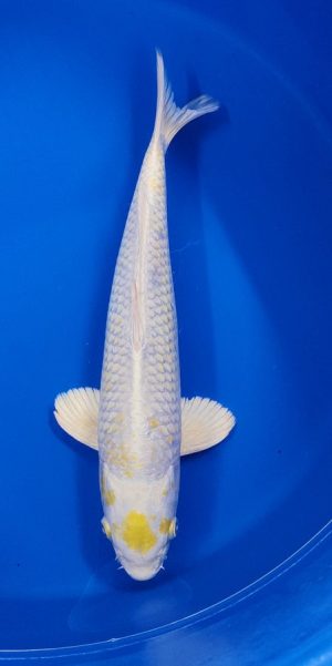 16" Lemon Hariwake Male