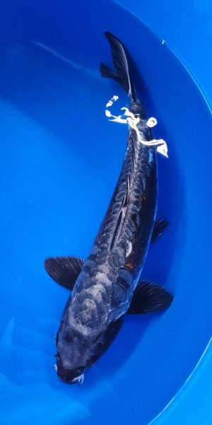 17" Copper Kikokuryu Female