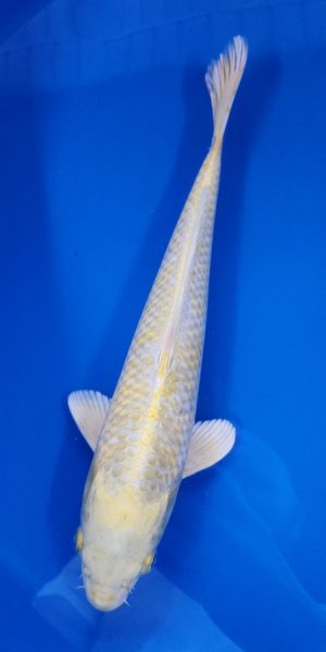 14" Yamabuki Hariwake Female