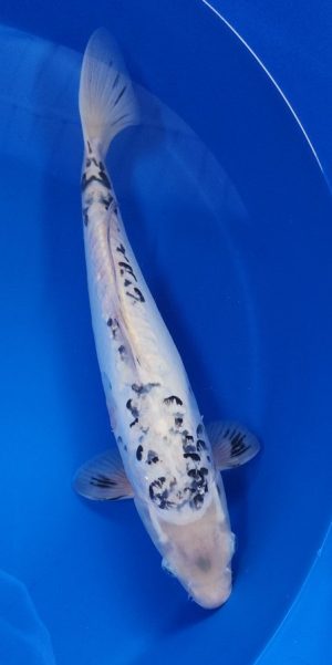 15" Doitsu Shiro Bekko Female