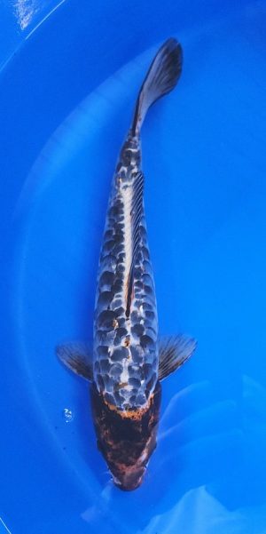 14" Copper Kikokuryu Female