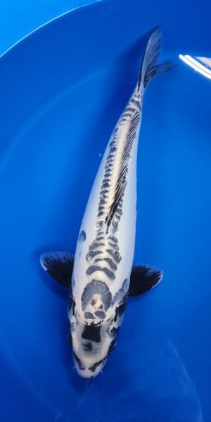 17" Kikokuryu Female
